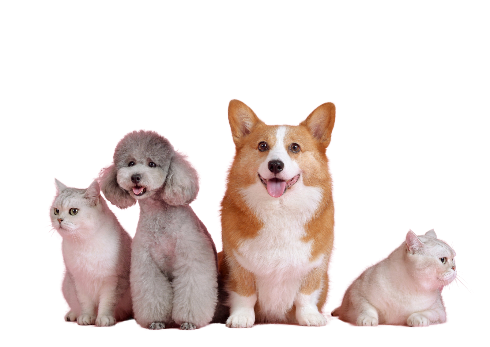 seguro para mascotas Reale seguros