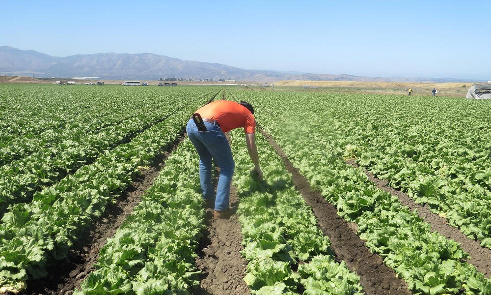 Seguro de vida para agricultores