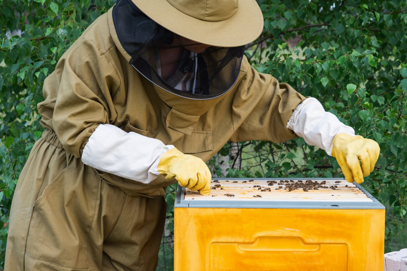 Seguro de vida apicultor